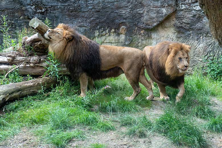 Afrikanische Löwen-Kater TAMO und SHAWANO am 9. Juli 2024 auf der Mini-Außenanlage am Löwen-Haus im Grünen Zoo Wuppertal