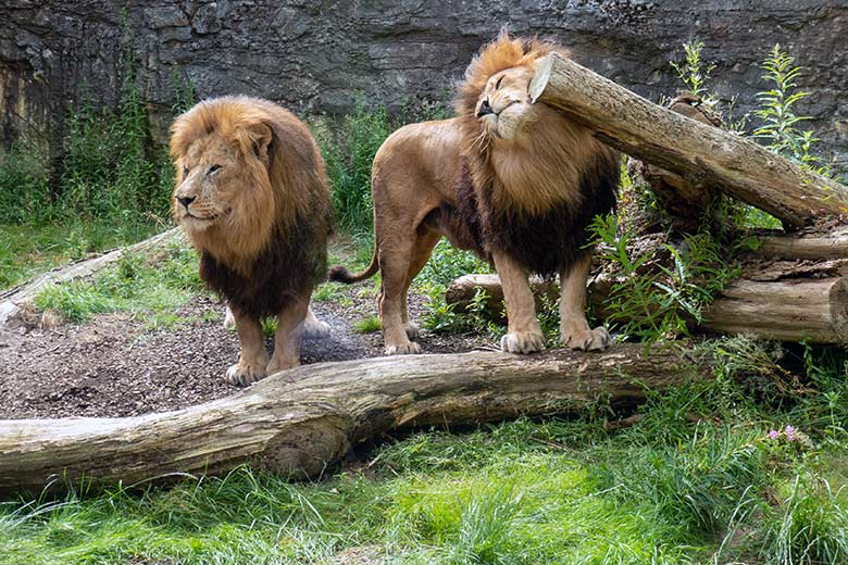 Afrikanische Löwen-Kater SHAWANO und TAMO am 9. Juli 2024 auf der Mini-Außenanlage am Löwen-Haus im Grünen Zoo Wuppertal