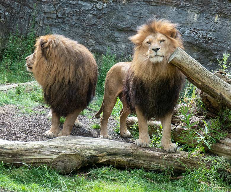 Afrikanische Löwen-Kater SHAWANO und TAMO am 9. Juli 2024 auf der Mini-Außenanlage am Löwen-Haus im Grünen Zoo Wuppertal