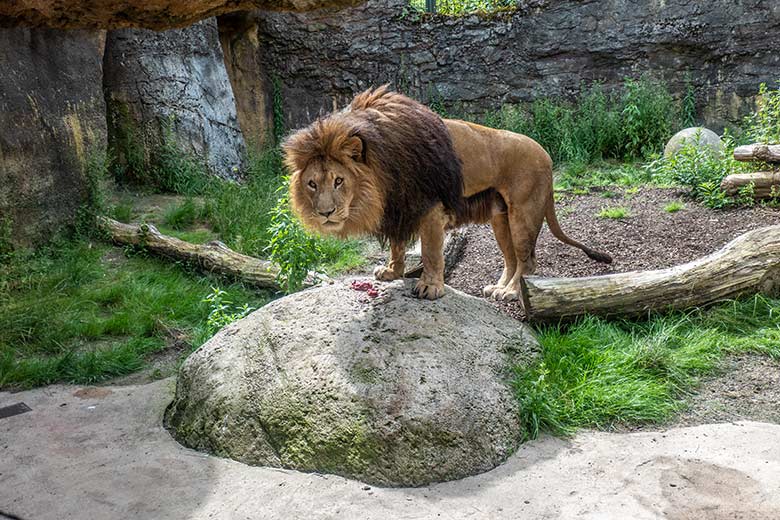 Afrikanischer Löwen-Kater TAMO am 9. Juli 2024 auf der Mini-Außenanlage am Löwen-Haus im Grünen Zoo Wuppertal