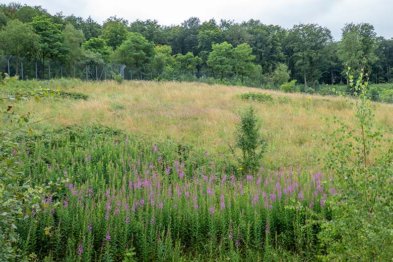 Berberlöwin ALORE am 13. Juli 2024 auf der großen Außenanlage am Löwen-Haus im Grünen Zoo Wuppertal