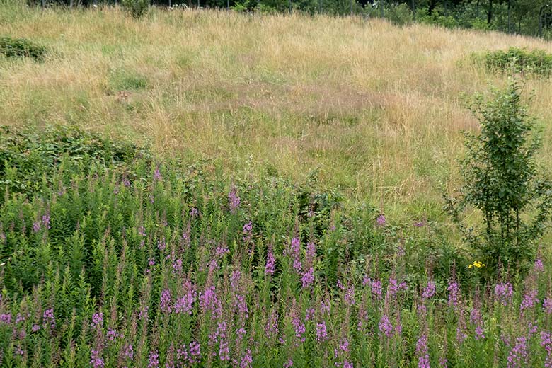 Berberlöwin ALORE am 13. Juli 2024 auf der großen Außenanlage am Löwen-Haus im Zoologischen Garten Wuppertal