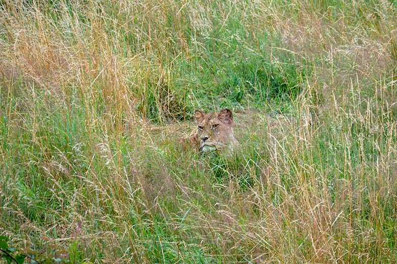 Berberlöwin ALORE am 13. Juli 2024 auf der großen Außenanlage am Löwen-Haus im Wuppertaler Zoo