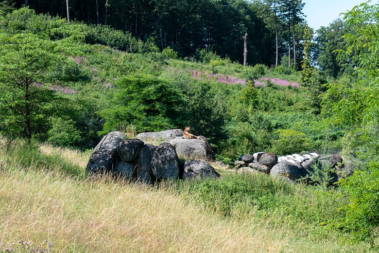 Berberlöwin ALORE auf dem Felsen des Besucher-Tunnels am 15. Juli 2024 auf der großen Außenanlage im Grünen Zoo Wuppertal