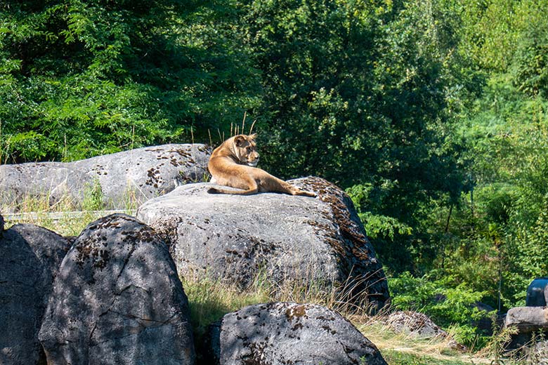 Berberlöwin ALORE auf dem Felsen des Besucher-Tunnels am 15. Juli 2024 auf der großen Außenanlage im Zoologischen Garten der Stadt Wuppertal