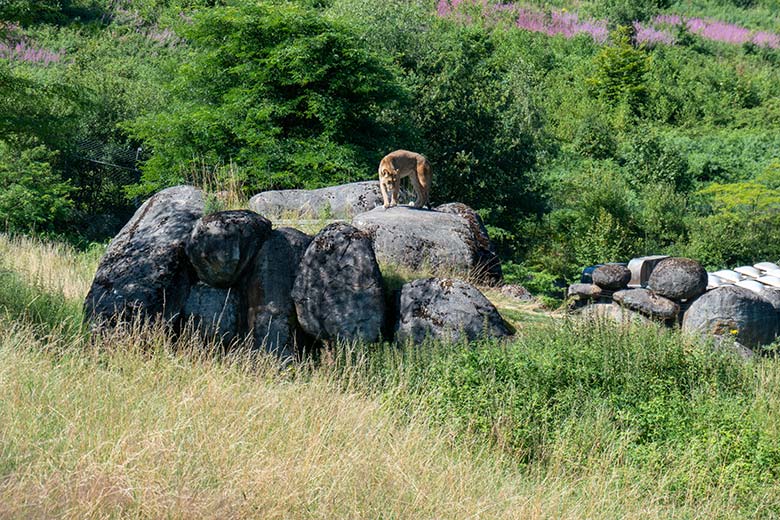 Berberlöwin ALORE auf dem Felsen des Besucher-Tunnels am 15. Juli 2024 auf der großen Außenanlage im Zoo Wuppertal