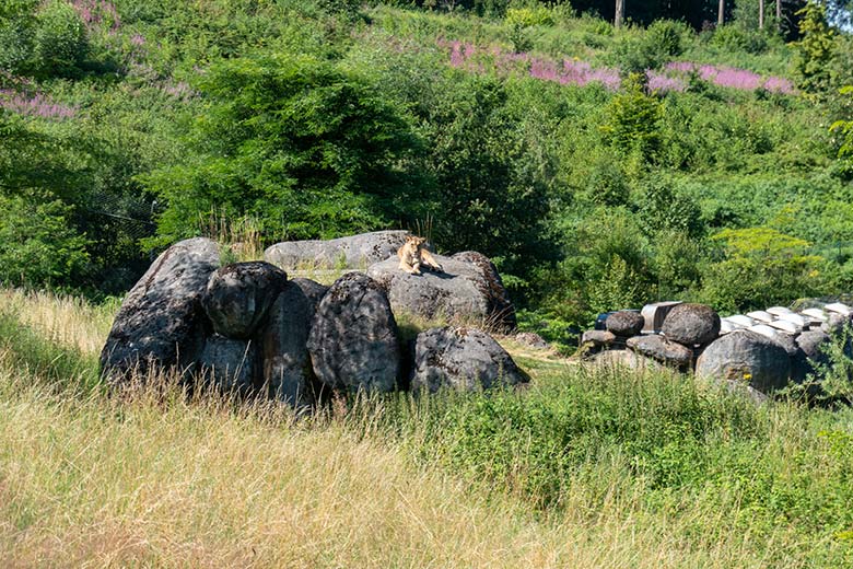 Berberlöwin ALORE auf dem Felsen des Besucher-Tunnels am 15. Juli 2024 auf der großen Außenanlage im Wuppertaler Zoo