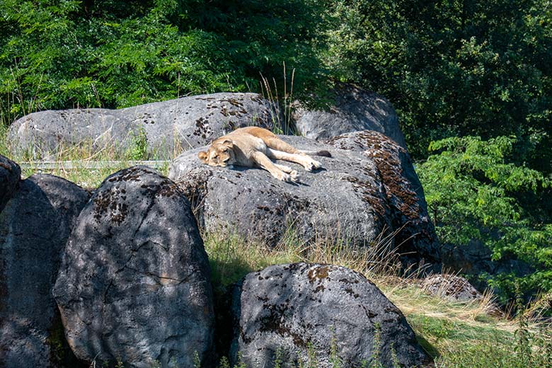 Berberlöwin ALORE auf dem Felsen des Besucher-Tunnels am 15. Juli 2024 auf der großen Außenanlage im Grünen Zoo Wuppertal