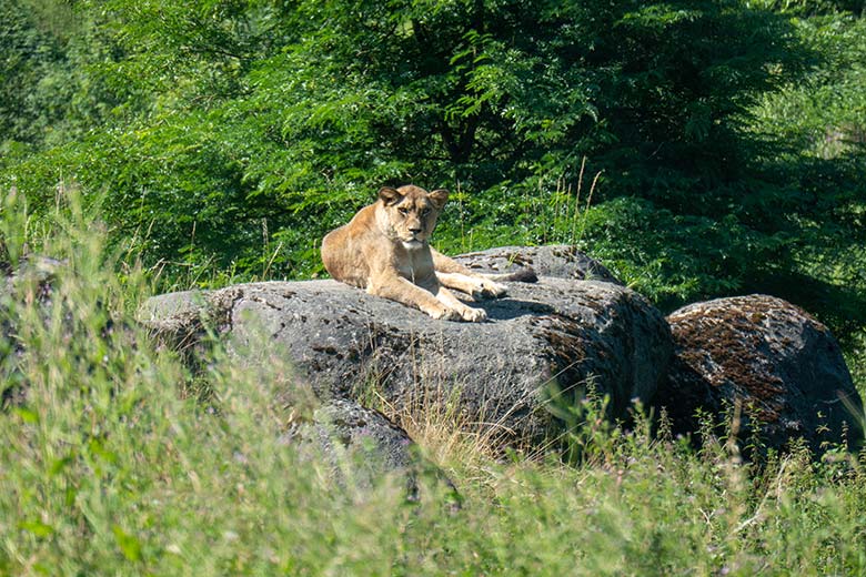 Berberlöwin ALORE auf dem Felsen des Besucher-Tunnels am 15. Juli 2024 auf der großen Außenanlage im Grünen Zoo Wuppertal