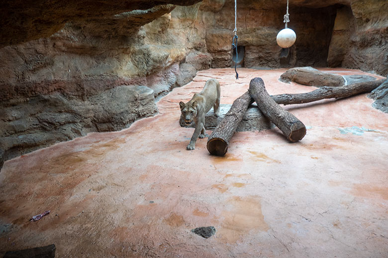 Berberlöwin ALORE am 7. August 2024 im Innen-Schaugehege im Löwen-Haus im Grünen Zoo Wuppertal