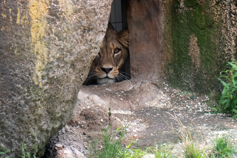 Berberlöwin AMERA am 23. August 2024 in der Höhle neben der Mini-Außenanlage im Löwen-Haus im Wuppertaler Zoo