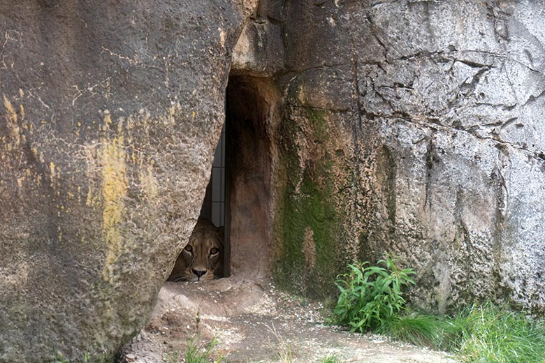 Berberlöwin AMERA am 23. August 2024 in der Höhle neben der Mini-Außenanlage im Löwen-Haus im Grünen Zoo Wuppertal