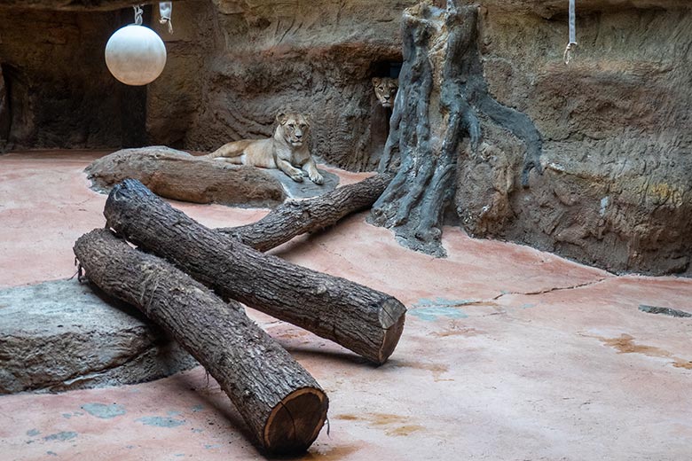 Berberlöwin ALORE und Berberlöwin AMERA am 14. September 2024 im Innen-Schaugehege im Löwen-Haus im Grünen Zoo Wuppertal