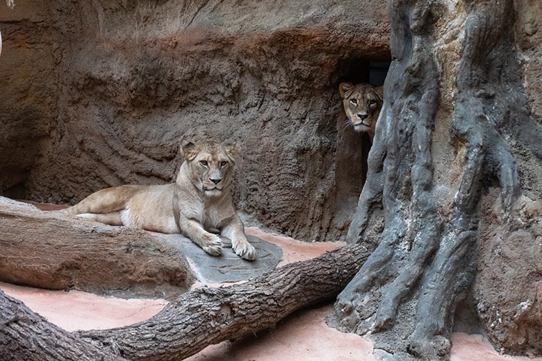 Berberlöwin ALORE und Berberlöwin AMERA am 14. September 2024 im Innen-Schaugehege im Löwen-Haus im Zoologischen Garten der Stadt Wuppertal