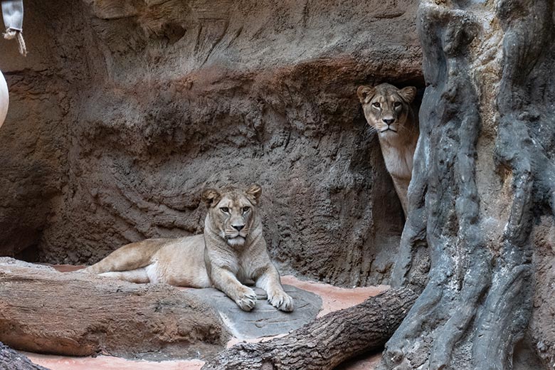 Berberlöwin ALORE und Berberlöwin AMERA am 14. September 2024 im Innen-Schaugehege im Löwen-Haus im Wuppertaler Zoo