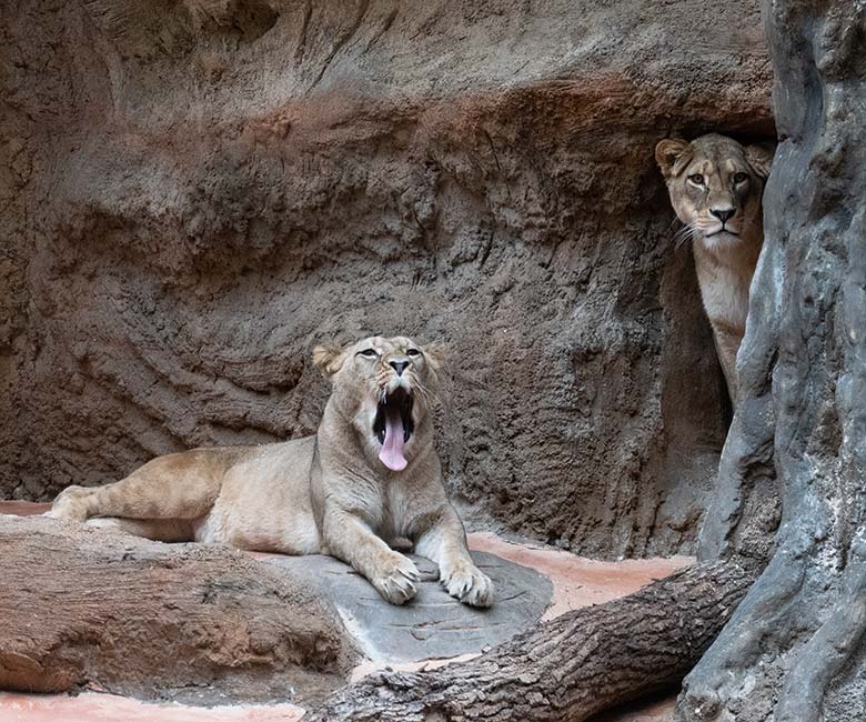 Berberlöwin ALORE und Berberlöwin AMERA am 14. September 2024 im Innen-Schaugehege im Löwen-Haus im Zoo Wuppertal