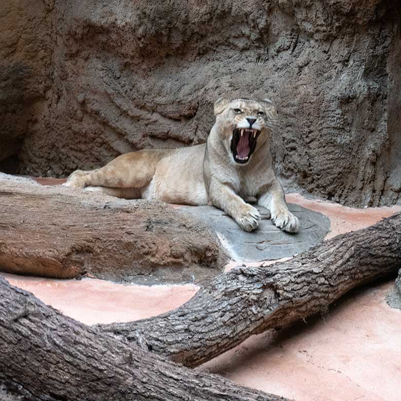 Berberlöwin ALORE am 14. September 2024 im Innen-Schaugehege im Löwen-Haus im Grünen Zoo Wuppertal