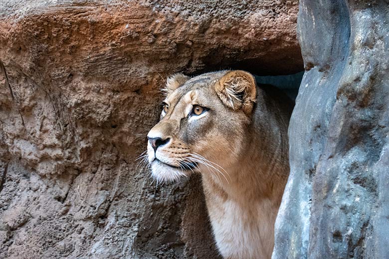 Berberlöwin AMERA am 14. September 2024 im Innen-Schaugehege im Löwen-Haus im Zoologischen Garten Wuppertal