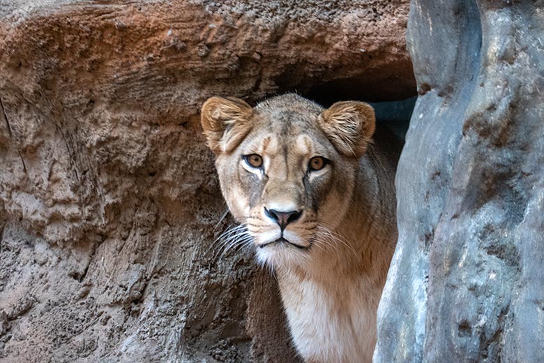 Berberlöwin AMERA am 14. September 2024 im Innen-Schaugehege im Löwen-Haus im Wuppertaler Zoo