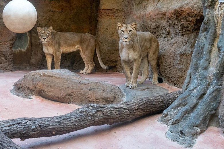 Berberlöwin AMERA und Berberlöwin ALORE am 22. September 2024 im Innen-Schaugehege im Löwen-Haus im Grünen Zoo Wuppertal