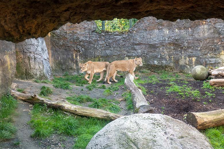 Berberlöwin AMERA und Berberlöwin ALORE am 22. September 2024 auf der Mini-Außenanlage im Löwen-Haus im Grünen Zoo Wuppertal