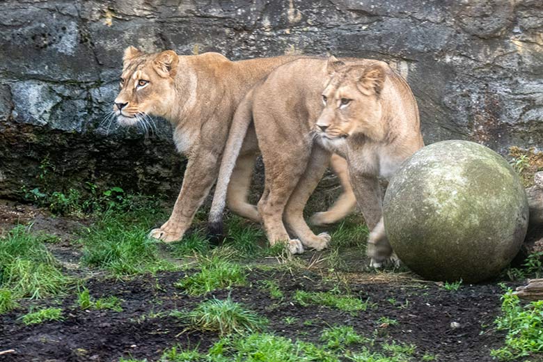 Berberlöwin AMERA und Berberlöwin ALORE am 22. September 2024 auf der Mini-Außenanlage im Löwen-Haus im Zoologischen Garten der Stadt Wuppertal