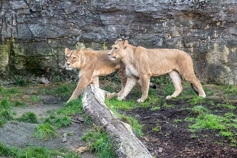 Berberlöwin AMERA und Berberlöwin ALORE am 22. September 2024 auf der Mini-Außenanlage im Löwen-Haus im Wuppertaler Zoo