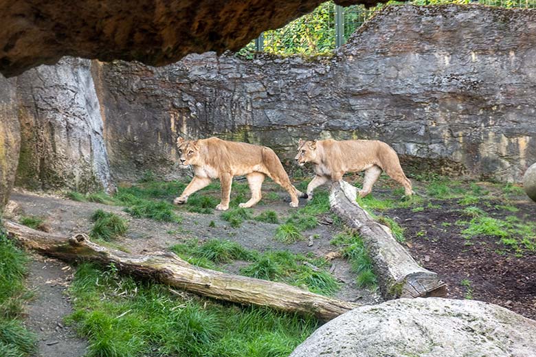 Berberlöwin AMERA und Berberlöwin ALORE am 22. September 2024 auf der Mini-Außenanlage im Löwen-Haus im Zoo Wuppertal