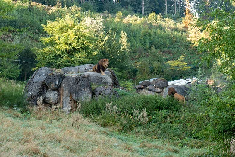 Afrikanische Löwen-Kater SHAWANO und TAMO am 22. September 2024 auf dem Felsen der großen Außenanlage im Zoologischen Garten Wuppertal