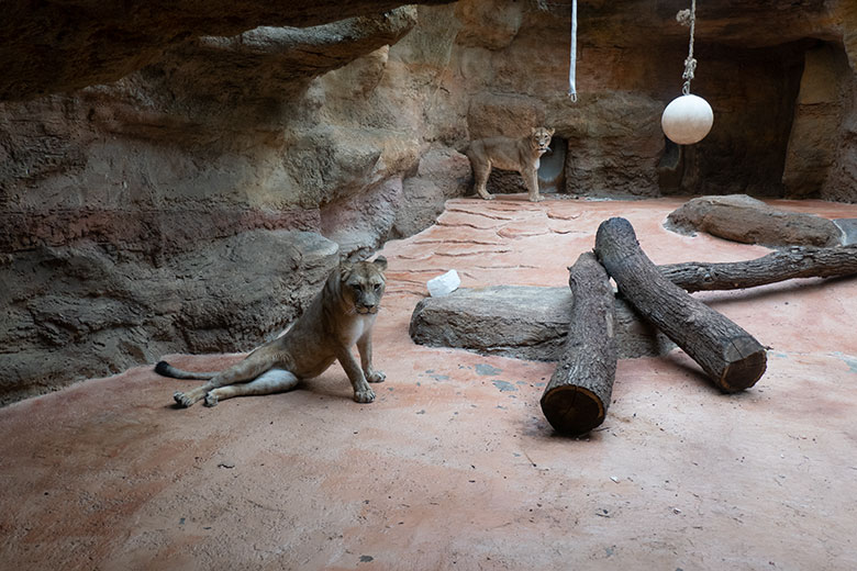 Berberlöwen-Katzen ALORE und AMERA (hinten) am 8. Oktober 2024 im Innen-Schaugehege im Löwen-Haus im Zoologischen Garten Wuppertal