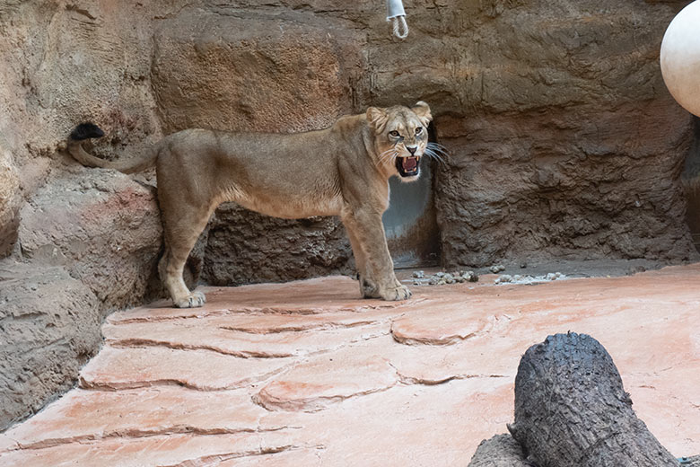 Berberlöwen-Katze AMERA am 8. Oktober 2024 im Innen-Schaugehege im Löwen-Haus im Wuppertaler Zoo