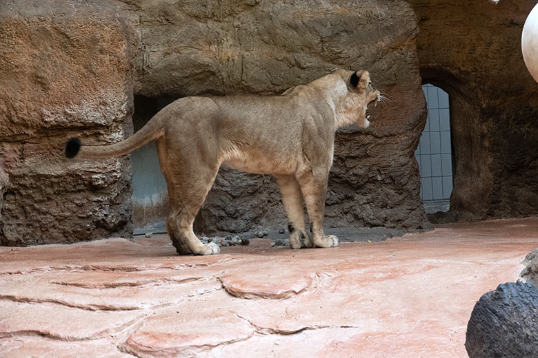 Berberlöwen-Katze AMERA am 8. Oktober 2024 im Innen-Schaugehege im Löwen-Haus im Zoo Wuppertal