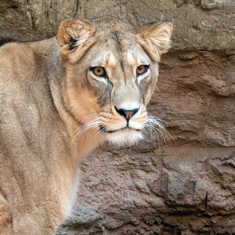 Berberlöwen-Katze AMERA am 8. Oktober 2024 im Innen-Schaugehege im Löwen-Haus im Grünen Zoo Wuppertal