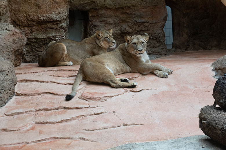 Berberlöwen-Katzen ALORE und AMERA (hinten) am 12. Oktober 2024 im Innen-Schaugehege im Löwen-Haus im Grünen Zoo Wuppertal