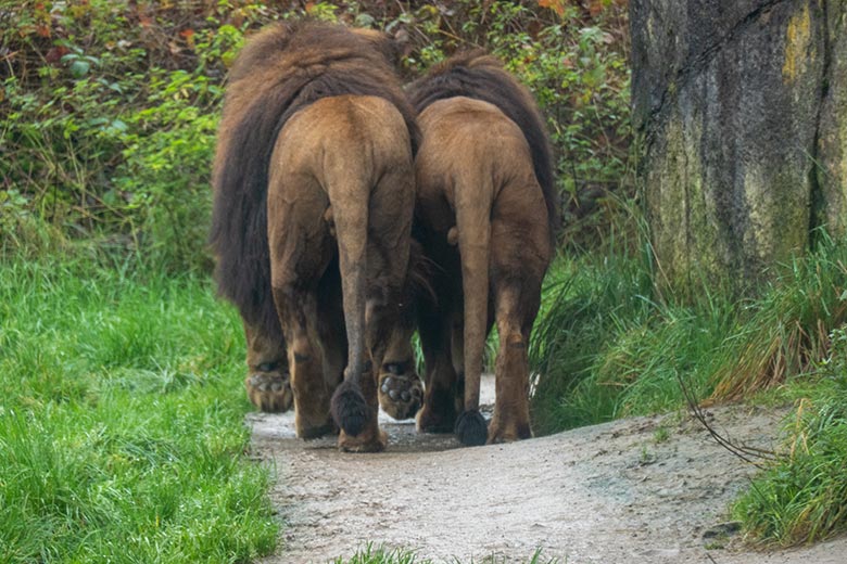 Afrikanische Löwen-Kater TAMO und SHAWANO am 2. November 2024 auf der großen Außenanlage vor dem Löwen-Haus im Wuppertaler Zoo