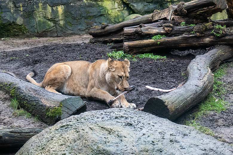 Berber-Löwin ALORE mit einem Futter-Knochen eines Huftieres am 4. Januar 2025 auf der Mini-Außenanlage im Löwen-Haus im Grünen Zoo Wuppertal