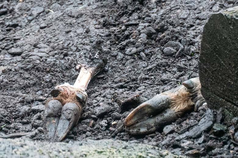 Futter-Knochen eines Huftieres für die Berber-Löwin ALORE am 4. Januar 2025 auf der Mini-Außenanlage im Löwen-Haus im Wuppertaler Zoo