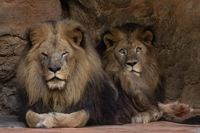 Afrikanische Löwen-Kater SHAWANO und TAMO am 6. Januar 2025 im Innen-Schaugehege im Löwen-Haus im Grünen Zoo Wuppertal