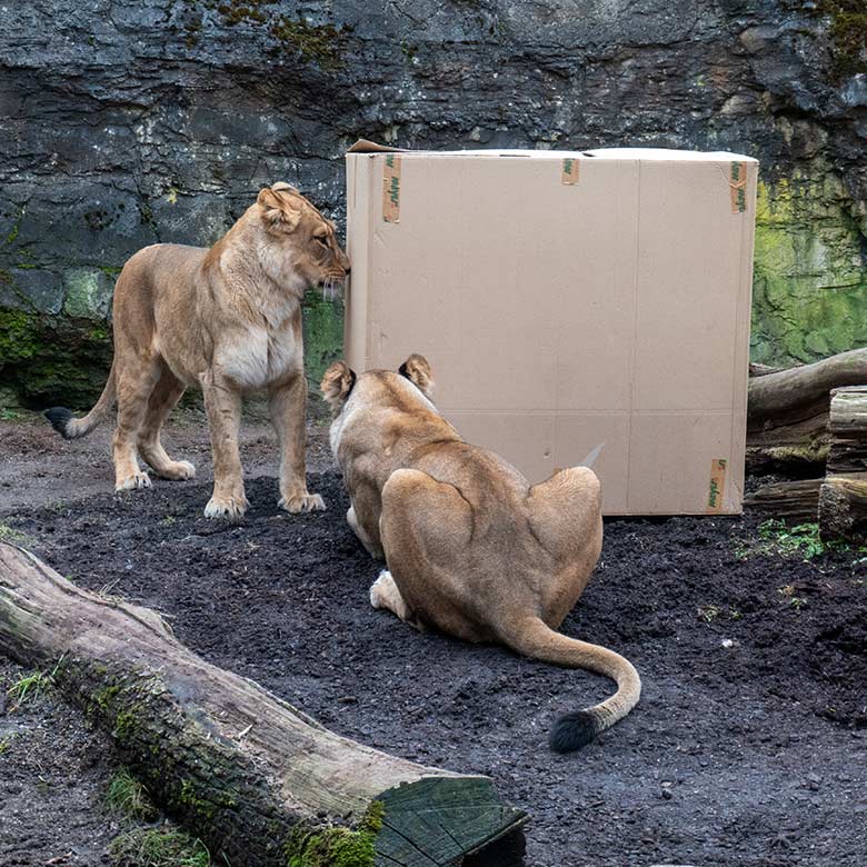 Berber-Löwen-Katze AMERA und ALORE am 9. Februar 2025 auf der Mini-Außenanlage am Löwen-Haus im Wuppertaler Zoo