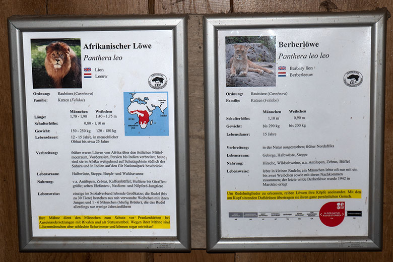 Mangelhafte Ausschilderung der Tierart Löwe am 25. Februar 2025 neben dem Innen-Schaugehege im Zoologischen Garten Wuppertal