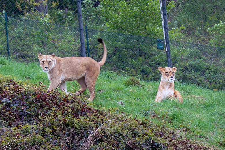 Löwen-Katzen ALORE und AMERA am 25. April 2025 auf der Löwen-Savanne im Zoologischen Garten Wuppertal