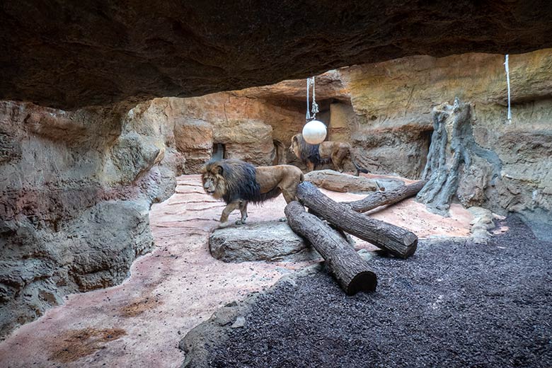 Löwen-Kater TAMO und SHAWANO am 25. April 2025 im Innen-Schaugehege im Löwen-Haus im Wuppertaler Zoo