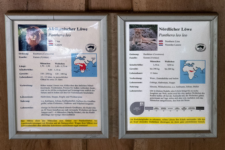 Mangelhafte Ausschilderung der Tierart Löwe am 26. April 2025 neben dem Innen-Schaugehege im Grünen Zoo Wuppertal