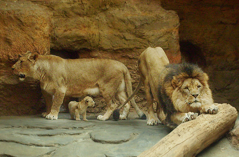 Löwin Kisangani und Löwe Massai mit Löwenbaby im Wuppertaler Zoo Anfang April 2009