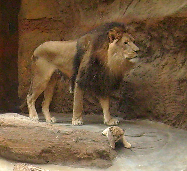 Löwenvater Massai mit Löwenbaby im Zoo Wuppertal Anfang April 2009