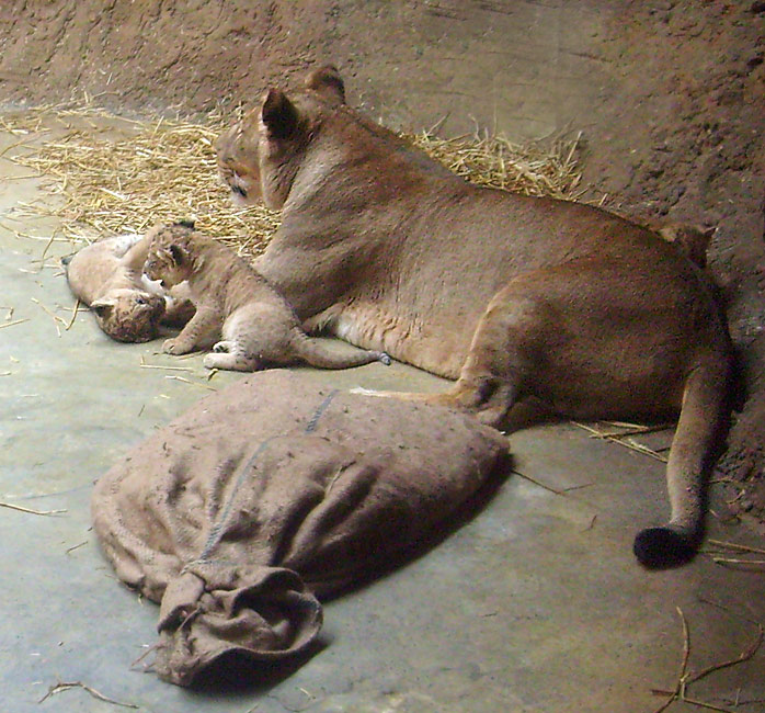 Löwin Kisangani mit Jungtieren im Zoologischen Garten Wuppertal Anfang April 2009