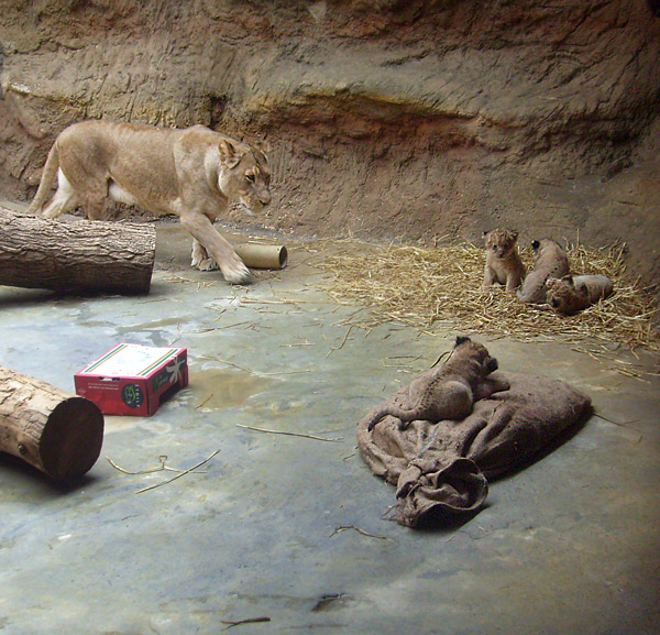 Löwenmutter (Panthera leo) mit vier Löwenbabys im Wuppertaler Zoo Anfang April 2009