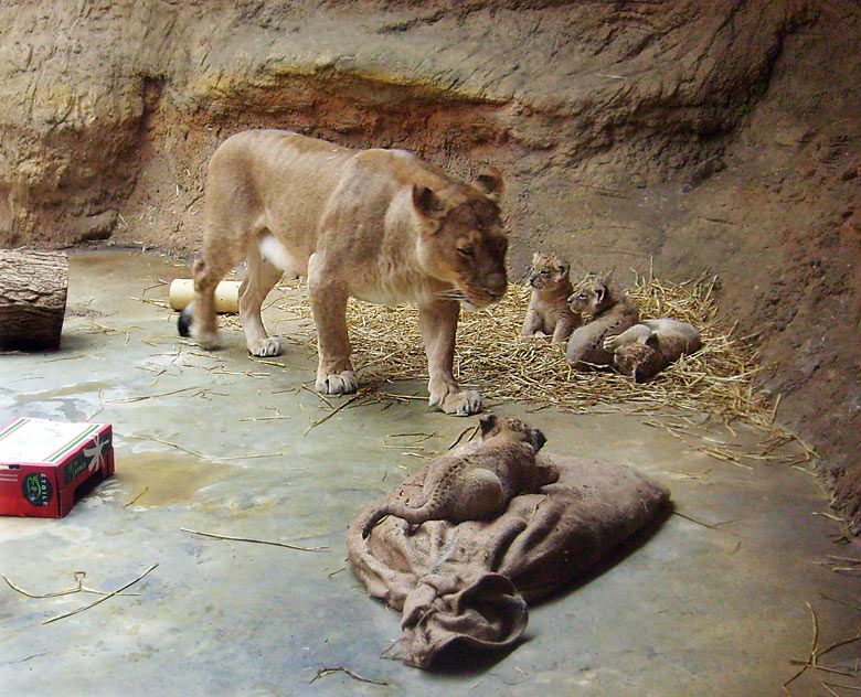 Löwenmutter Kisangani mit vier Löwenbabys im Zoologischen Garten Wuppertal Anfang April 2009