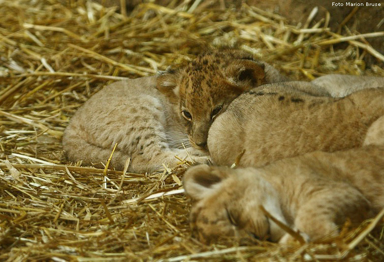 Vier Löwenbabys im Zoo Wuppertal im April 2009 (Foto Marion Bruse)