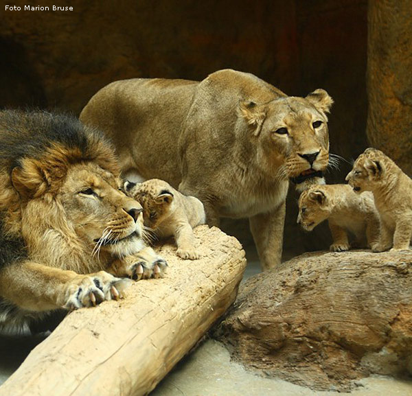 Löwenfamilie im Wuppertaler Zoo im April 2009 (Foto Marion Bruse)